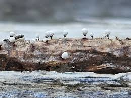 Attēlu rezultāti vaicājumam “Craterium leucocephalum stalked”