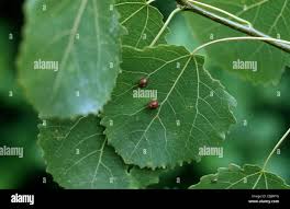 Attēlu rezultāti vaicājumam “Harmandia”