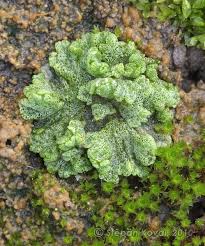 Attēlu rezultāti vaicājumam “Riccia cavernosa”