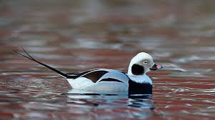 Attēlu rezultāti vaicājumam “Clangula hyemalis male”