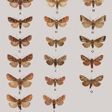 Attēlu rezultāti vaicājumam “Panolis flammea”