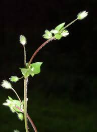 Attēlu rezultāti vaicājumam “Stellaria crassifolia leaf”