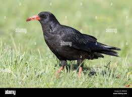 Image result for Pyrrhocorax pyrrhocorax