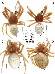 Attēlu rezultāti vaicājumam “Araniella”