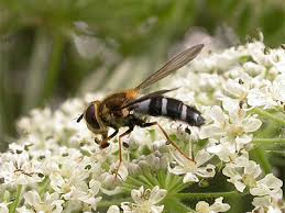 Attēlu rezultāti vaicājumam “Leucozona glaucia”