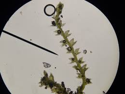 Attēlu rezultāti vaicājumam “Cephalozia catenulata”