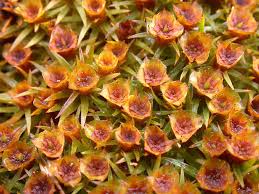 Attēlu rezultāti vaicājumam “Pogonatum dentatum macro”