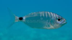 Image result for Oblada melanurus