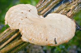 Attēlu rezultāti vaicājumam “Polypores”