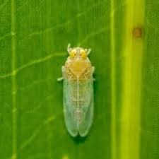 Attēlu rezultāti vaicājumam “Cixiidae”