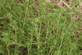 Attēlu rezultāti vaicājumam “Scleranthus annuus”