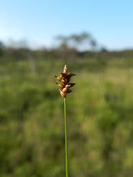 Attēlu rezultāti vaicājumam “Carex dioica male flower”