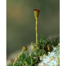 Attēlu rezultāti vaicājumam “Seligeria pusilla”