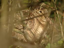 Attēlu rezultāti vaicājumam “Scolopax rusticola nest”
