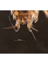 Attēlu rezultāti vaicājumam “Ligidium hypnorum”