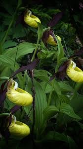 Attēlu rezultāti vaicājumam “Cypripedium calceolus flower”
