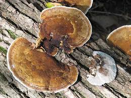 Attēlu rezultāti vaicājumam “Daedaleopsis confragosa”