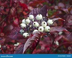 Attēlu rezultāti vaicājumam “Cornus sericea fruit”