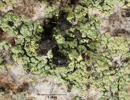 Attēlu rezultāti vaicājumam “Calicium salicinum”