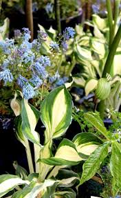 Attēlu rezultāti vaicājumam “Corydalis”