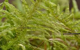 Attēlu rezultāti vaicājumam “Cirriphyllum piliferum”