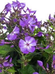 Image result for Phlox (großblumig)