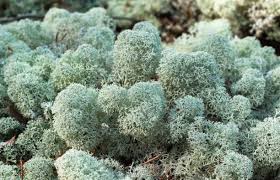 Attēlu rezultāti vaicājumam “Cladonia rangiferina”