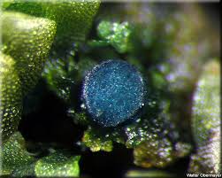 Attēlu rezultāti vaicājumam “Mniaecia jungermanniae”