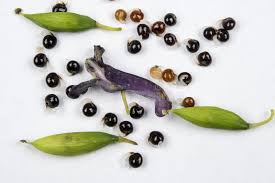 Attēlu rezultāti vaicājumam “Corydalis cava fruit”