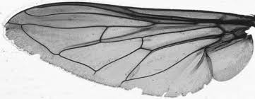 Attēlu rezultāti vaicājumam “Sericomyia silentis”