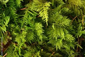 Attēlu rezultāti vaicājumam “Thuidium tamariscinum”