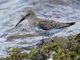 Attēlu rezultāti vaicājumam “Calidris alpina”