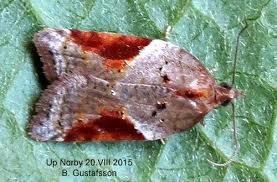 Attēlu rezultāti vaicājumam “Acleris laterana”