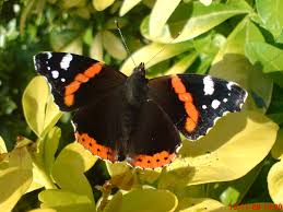 Attēlu rezultāti vaicājumam “Vanessa atalanta upperside”