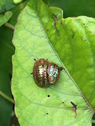 Attēlu rezultāti vaicājumam “Cribraria rubiginosa macro”