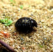 Attēlu rezultāti vaicājumam “Cytilus sericeus”