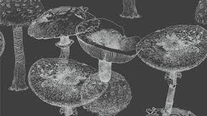 Attēlu rezultāti vaicājumam “fungi”