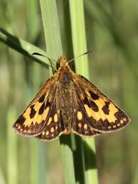 Attēlu rezultāti vaicājumam “Carterocephalus silvicolus”