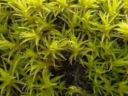 Attēlu rezultāti vaicājumam “Grimmia muehlenbeckii”