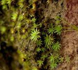 Attēlu rezultāti vaicājumam “Pogonatum urnigerum”