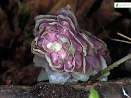 Attēlu rezultāti vaicājumam “Lathraea squamaria bud”