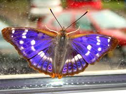 Attēlu rezultāti vaicājumam “Apatura iris”