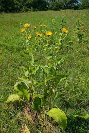 Image result for Inula helenium