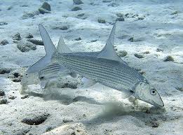 Image result for Albula vulpes