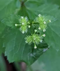 Attēlu rezultāti vaicājumam “Sanicula europaea fruit”
