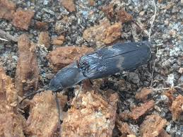 Attēlu rezultāti vaicājumam “Harminius undulatus”