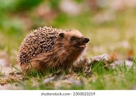 Attēlu rezultāti vaicājumam “Erinaceus sp.”