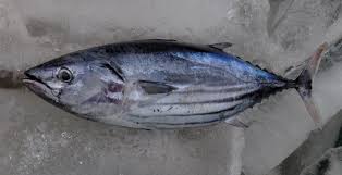 Image result for Katsuwonus pelamis