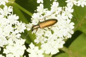 Attēlu rezultāti vaicājumam “Chrysanthia geniculata”