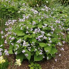 Attēlu rezultāti vaicājumam “Lunaria rediviva leaf”